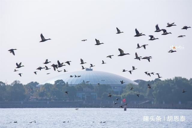江苏有种名蟹全是“运动员”,用特殊工具捕捞,生长环境优质