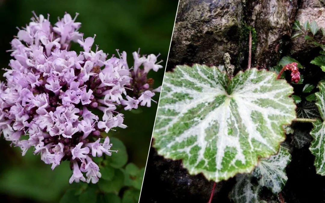 堪比“吸尘器”的洁面皂，洗净黑头去油脂，肌肤细腻滑溜溜