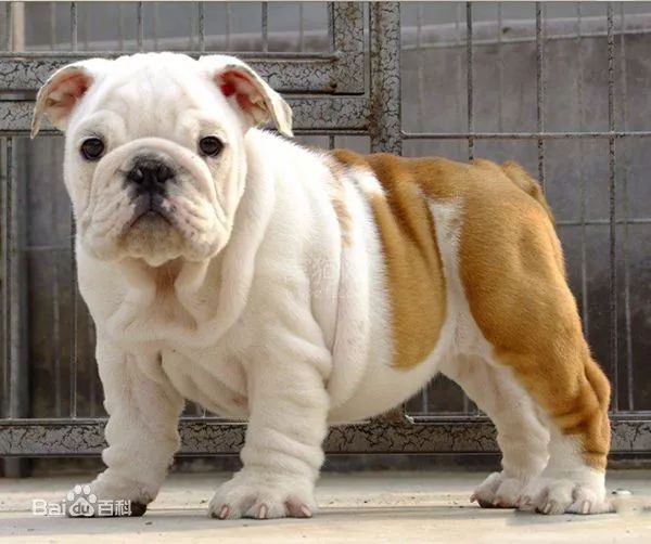 盘点狗狗智商排行榜前十,狗狗智商排行倒数20名