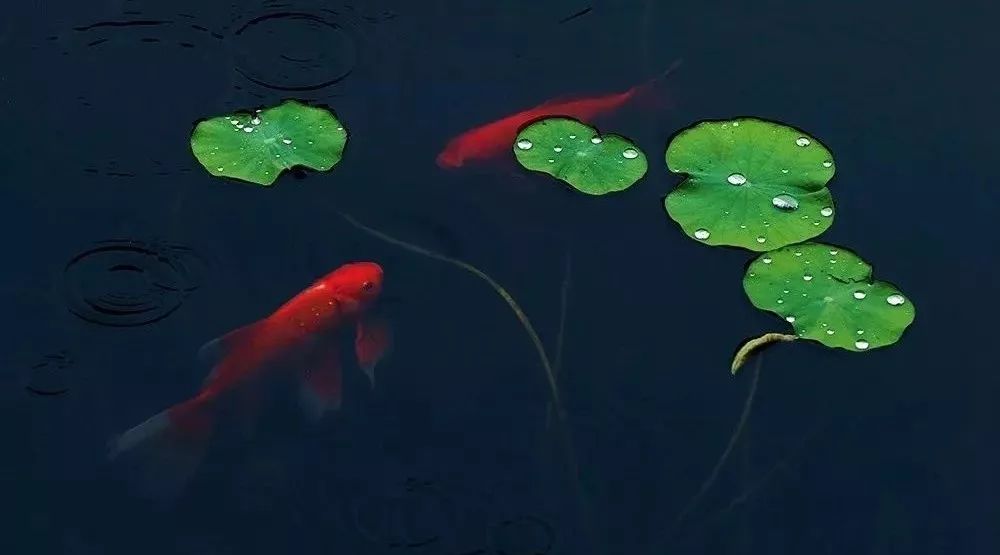 趣读丨旧时苏州人「养宠物」极简史，不只是吸猫遛狗