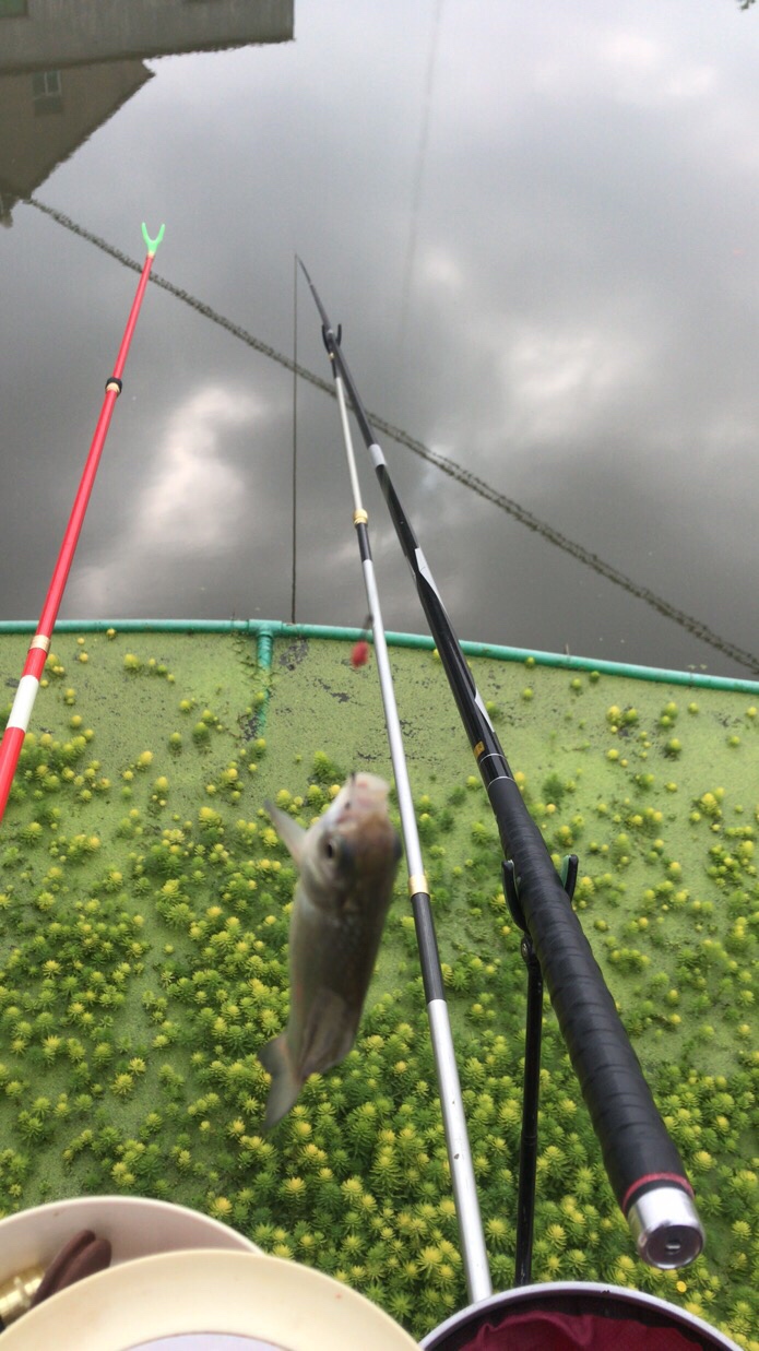 野钓垂钓实录,野钓钓鱼视频实战