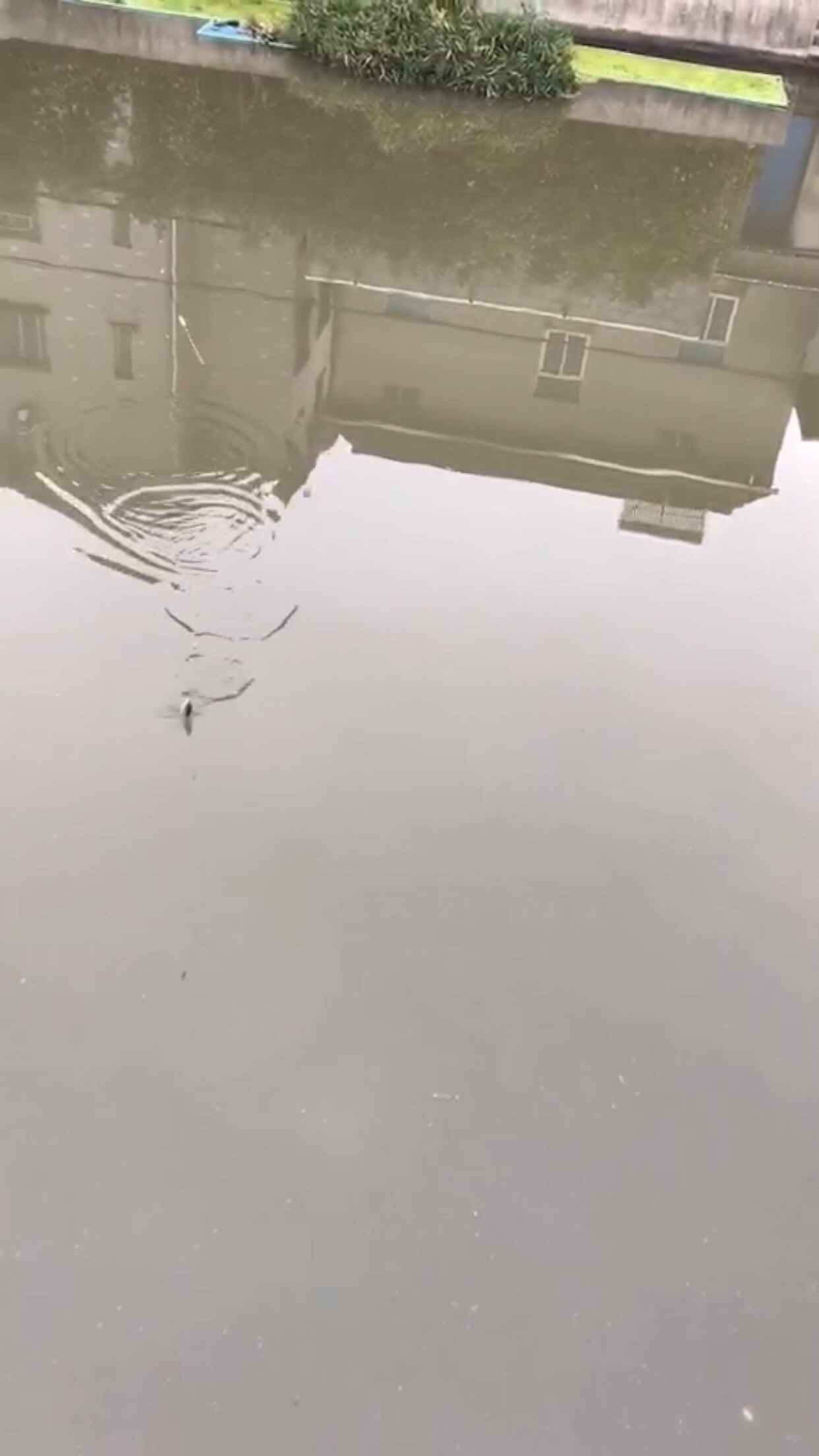 野钓垂钓实录,野钓钓鱼视频实战