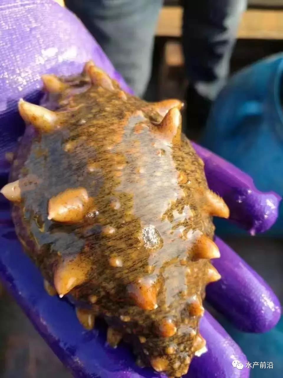 长海海参价格表,长海海参十大品牌