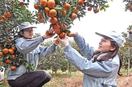 柑橘大混战怎么卖果,种植柑橘靠品质盈利谈何容易