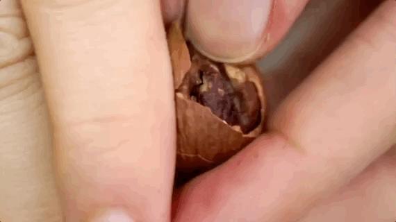 广东人连买6罐，杭州人连买12罐的杭州特产|饱记上新