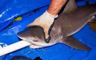 怎样淹死一条鱼,如何淹死一条鱼阅读答案