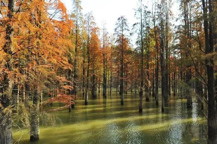 毗邻100万㎡国内罕见水上森林！建在氧吧里的杭州地标万豪酒店！入秋后简直美呆