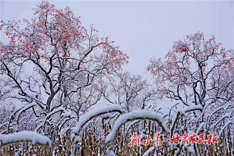 天水秦安大地,天水雪景美如画