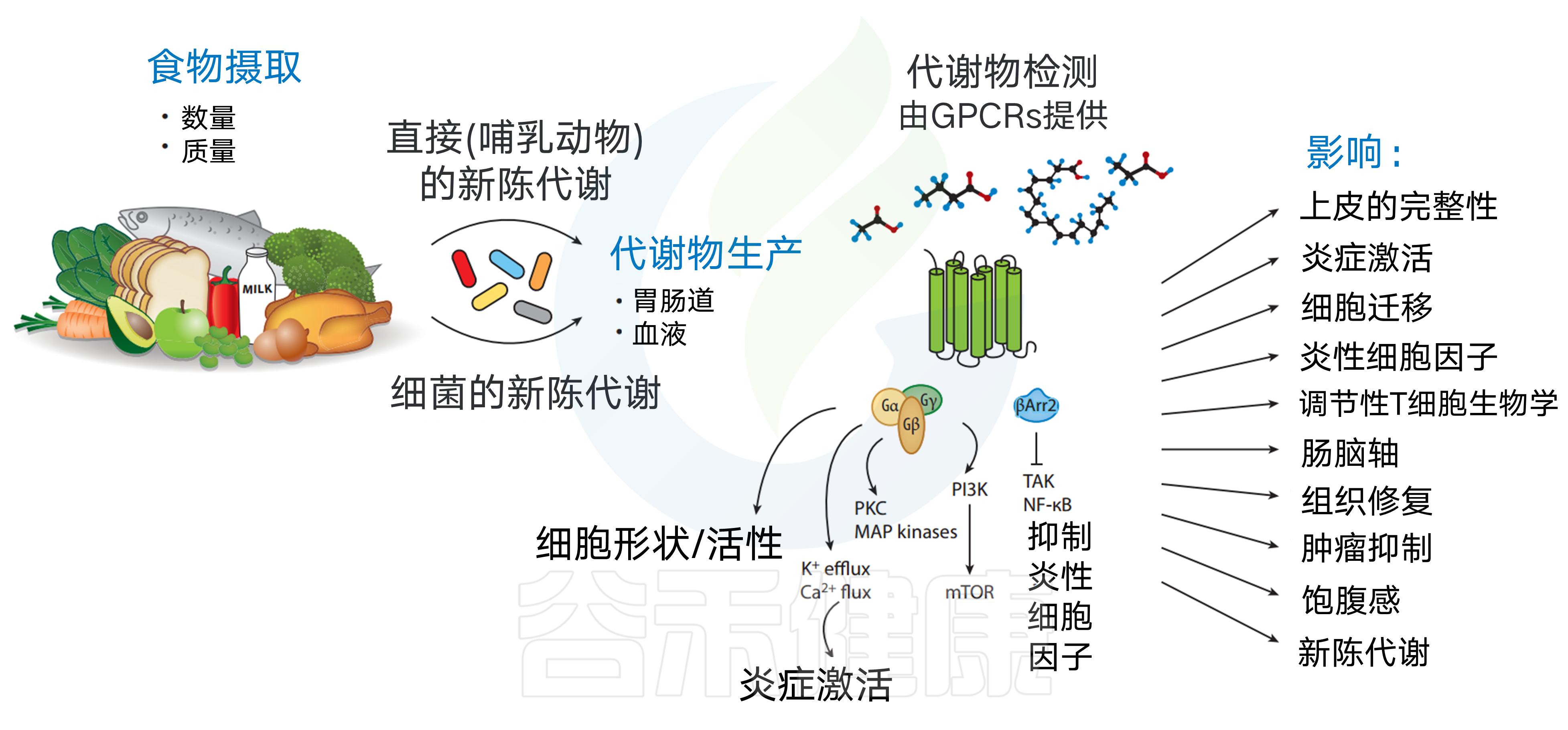 肠道菌群影响饮食文章,饮食与肠道菌群唇齿相依