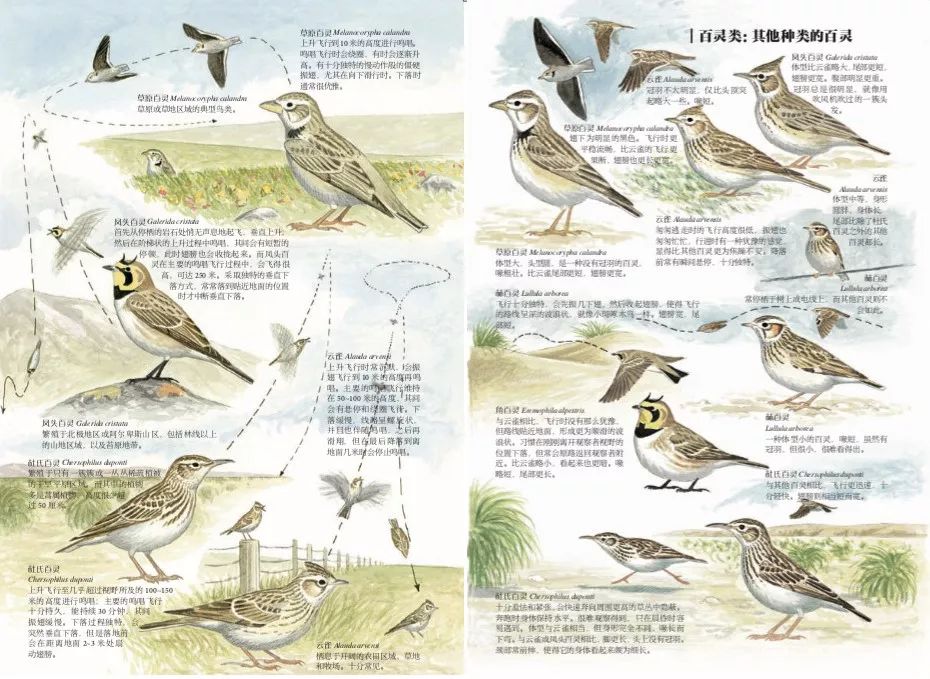劲草嘉年华最新视频,2023年劲草嘉年华