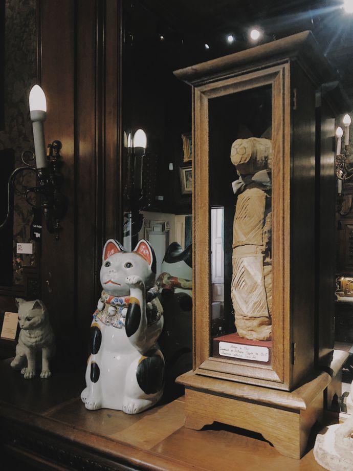 各种猫咪的博物馆,猫咪博物馆都有哪些猫