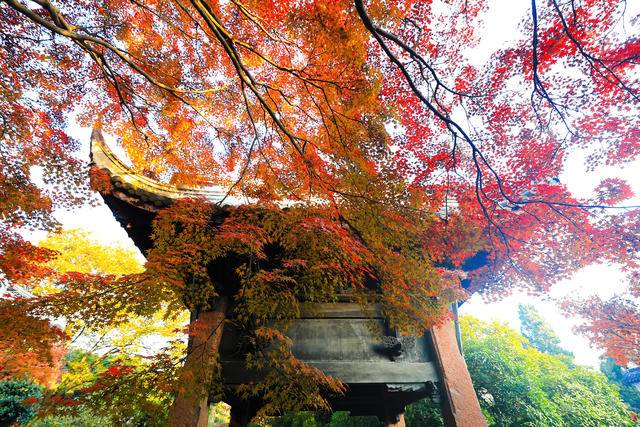 无锡惠山赏杏,红橙黄绿青蓝紫打卡