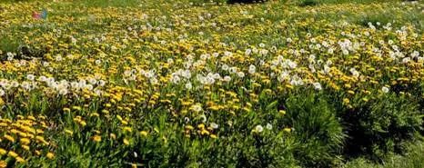 北极和南极哪里不一样,北极与南极