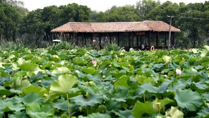 池塘尾水治理模式,关于水产养殖尾水治理工作的汇报