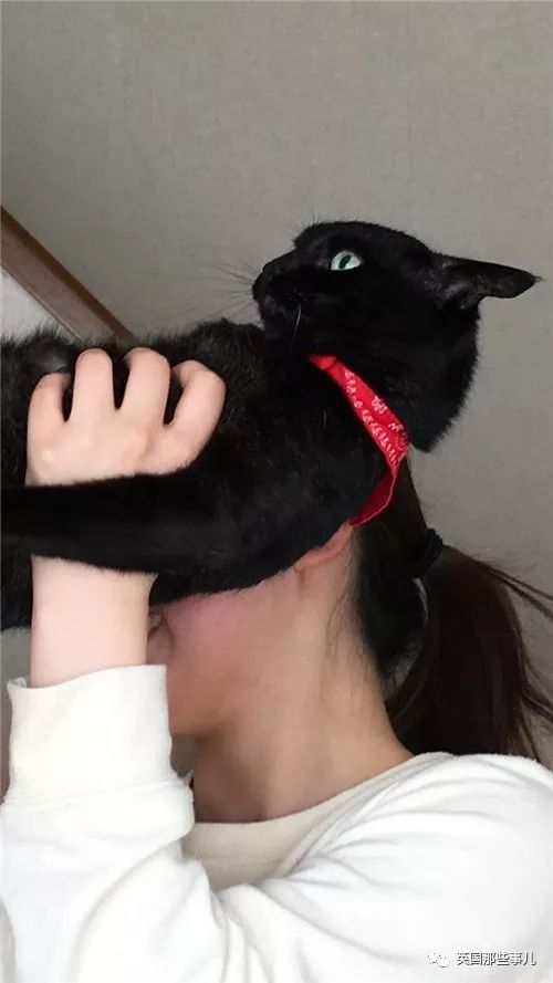 喵星人的日常图片大全,最好看的喵星人图片