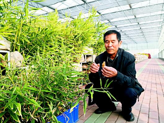 张其录:有机种植美好“姜”来