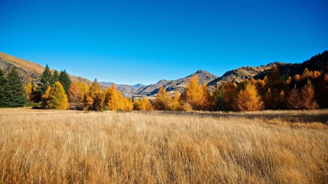 央视怀旧经典背景音乐,央视经典背景音乐排名