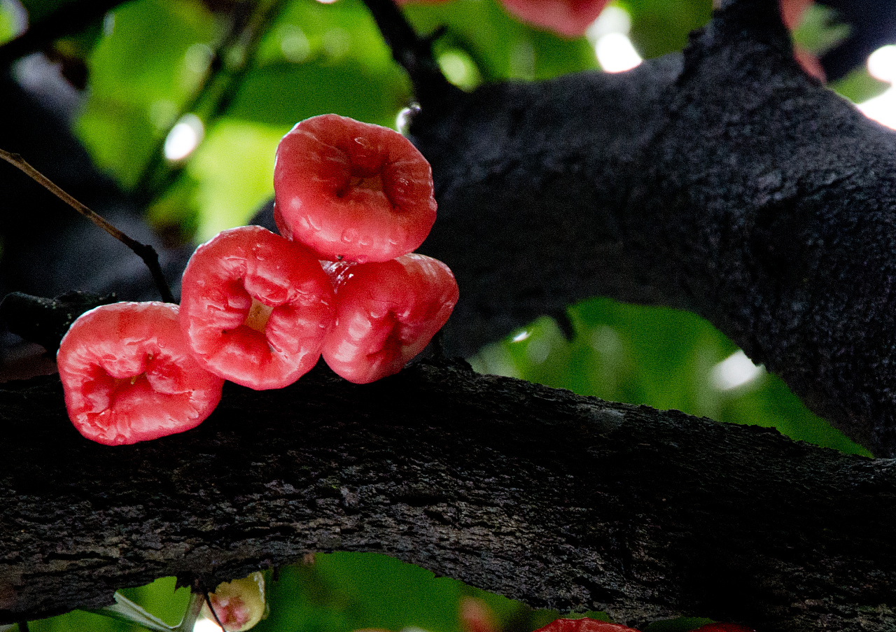 哪十种水果最养生排毒,哪些水果排毒效果最好