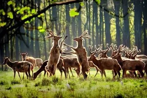 国内口碑NO.1,续订率超过90%的幼儿刊物《东方娃娃》来了!火速抢