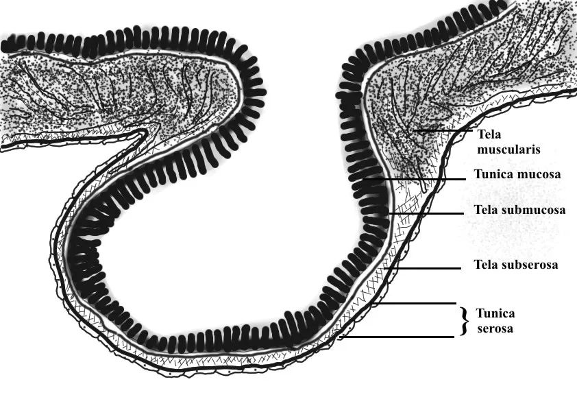 不就屁大点事嘛——屁事还真不可小觑