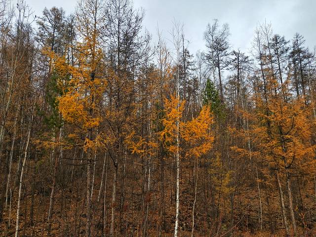 自驾呼伦贝尔草原公路,呼伦贝尔草原自驾公路