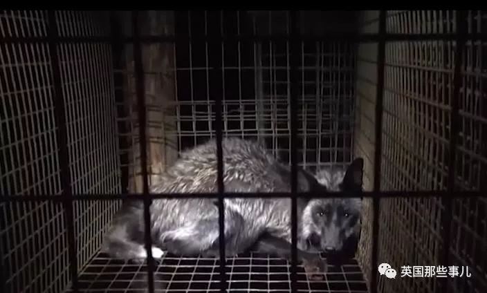 一只差点被做成皮草大衣的北极狐，如今白白胖胖过上了圣诞节