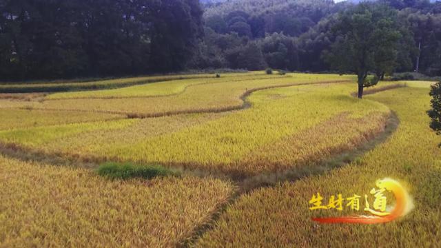 太招“黑”！安徽黟县，名符其实的“黑多”县，五黑特色产业产值超4亿元