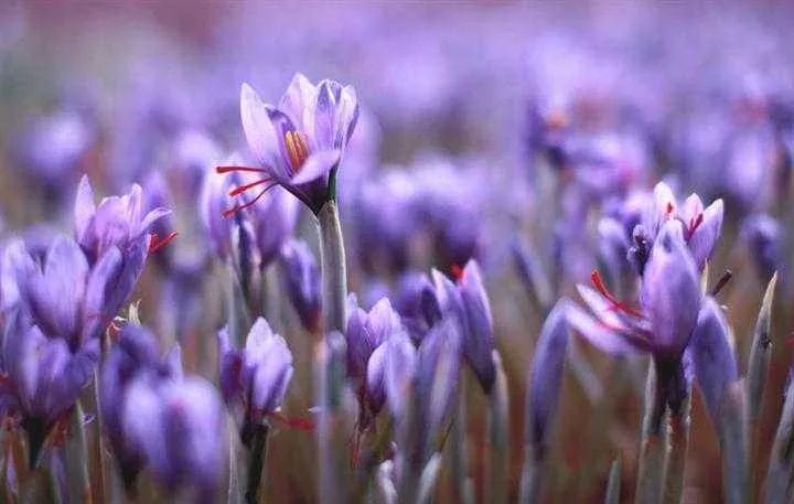 红花西红花,红花藏红花傻傻分不清楚