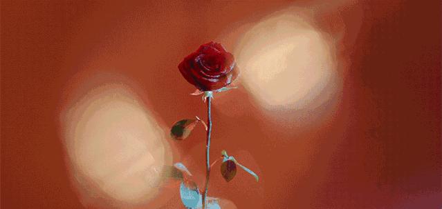 好用护发精油网红,护发精油0.1秒杀