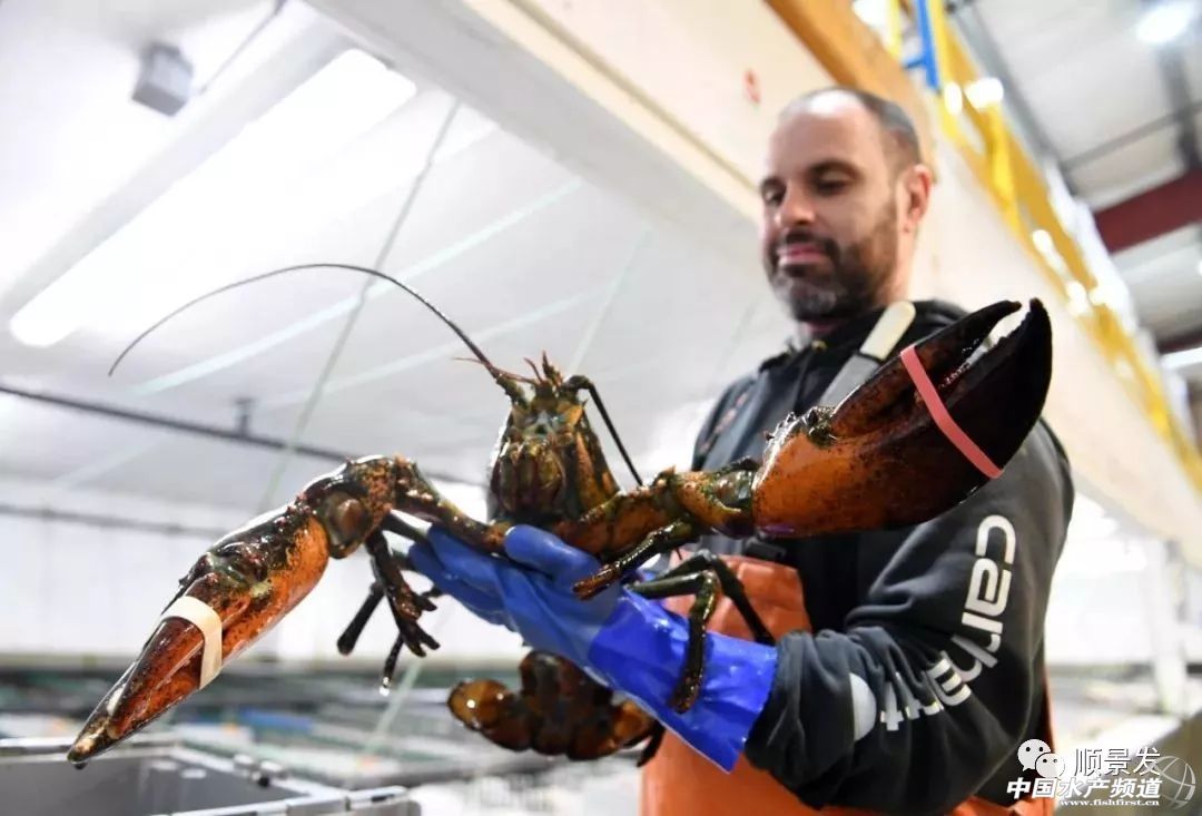 龙虾行业的发展,龙虾的发展历程