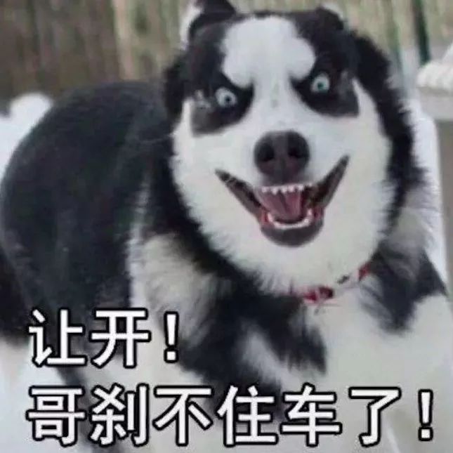 狗狗太活泼不粘人怎么办,狗狗太活泼有多动症怎么办