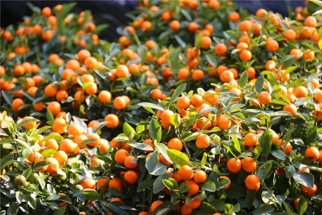 清远清新迎春花市2024年花市,清远2023迎春花市在哪里