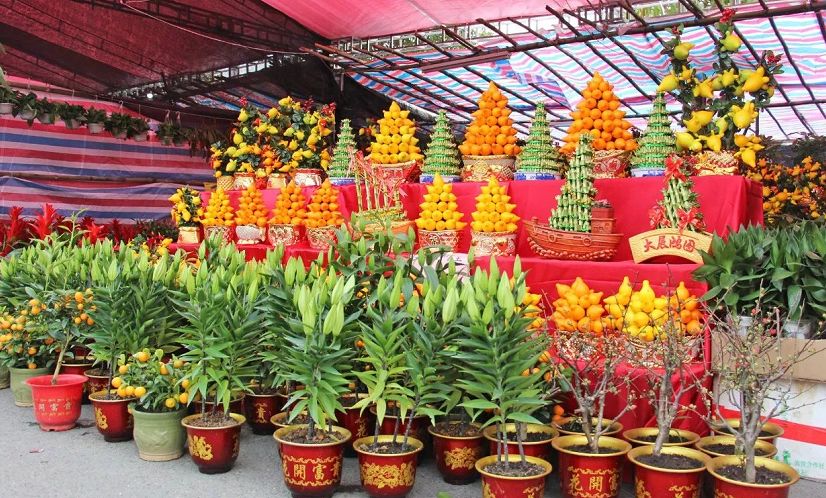 清远清新迎春花市2024年花市,清远2023迎春花市在哪里