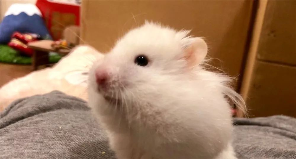 日推网友鼠年仓鼠腮帮子大赛，满屏圆滚滚毛茸茸敲可爱