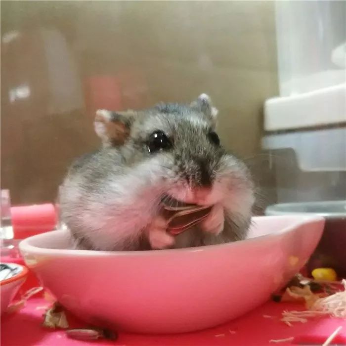 日推网友鼠年仓鼠腮帮子大赛，满屏圆滚滚毛茸茸敲可爱