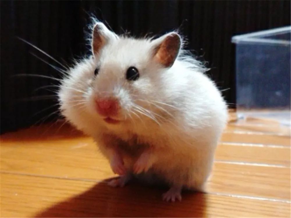 日推网友鼠年仓鼠腮帮子大赛，满屏圆滚滚毛茸茸敲可爱