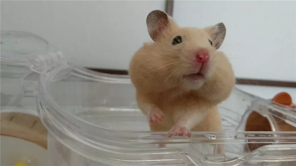 日推网友鼠年仓鼠腮帮子大赛，满屏圆滚滚毛茸茸敲可爱