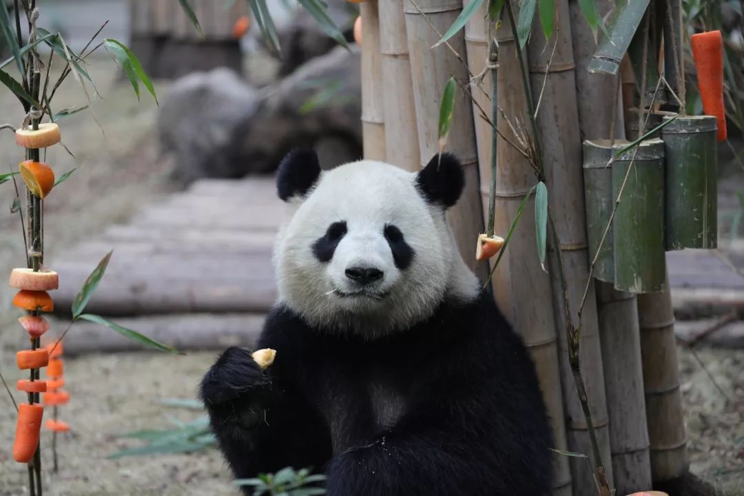 TheStoryoftheBlackWhite“LivingFossil”︱一只黑白“活化石”的前世今生