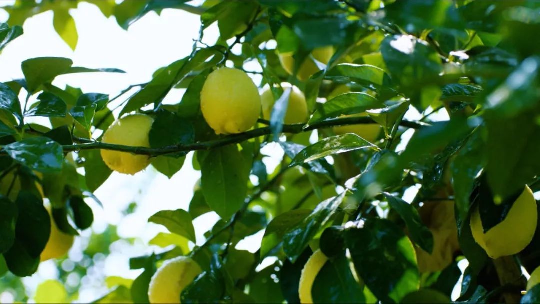 你不知道的安岳,来看看人杰地灵的安岳吧