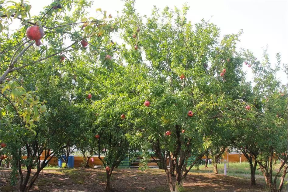 江阴市南闸中心幼儿园后勤人员招聘启事