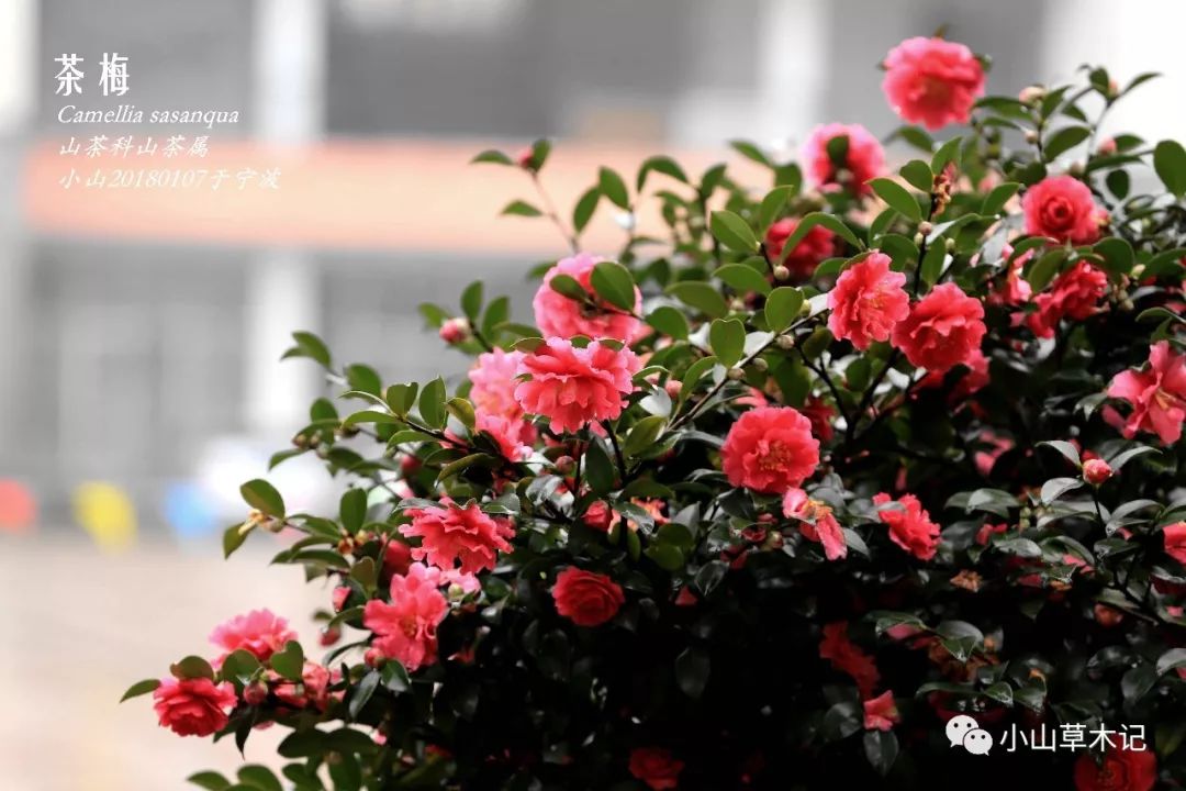 冬天里最美的茶梅,冬日里的茶梅