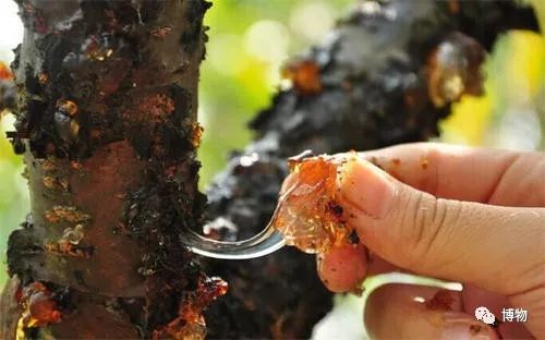 传说中美容养颜的桃胶,桃胶美容养颜真的假的