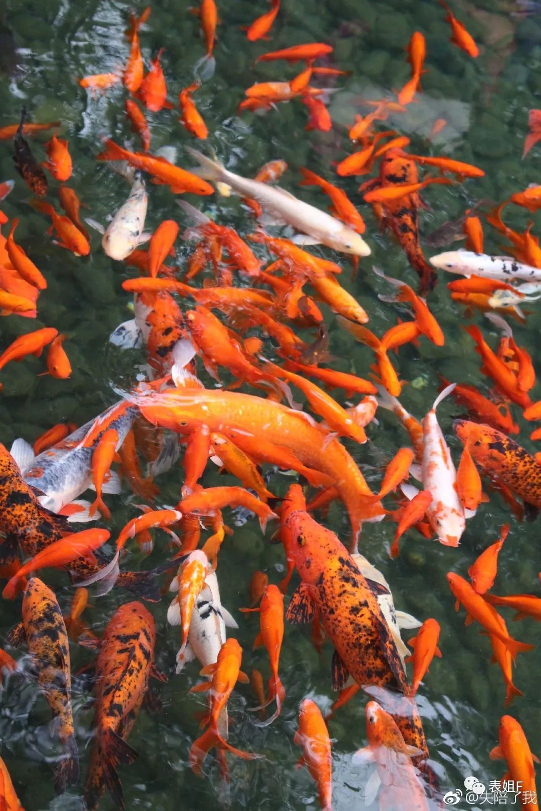 买表买真力时,宝格丽机械表什么档次