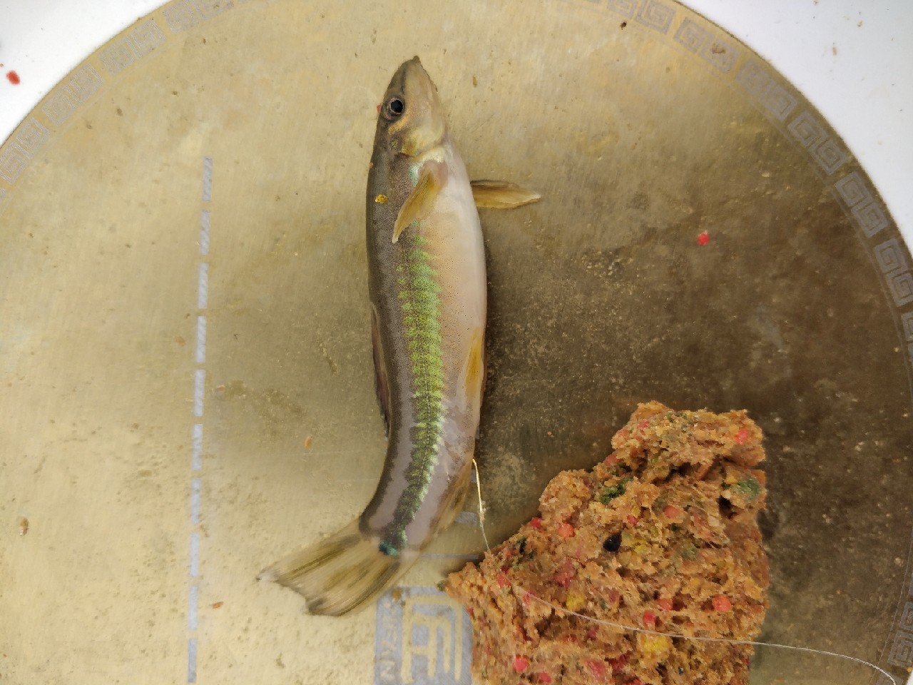 原来钓鲫鱼的诀窍在这里,春钓鲫鱼用什么饵料最好