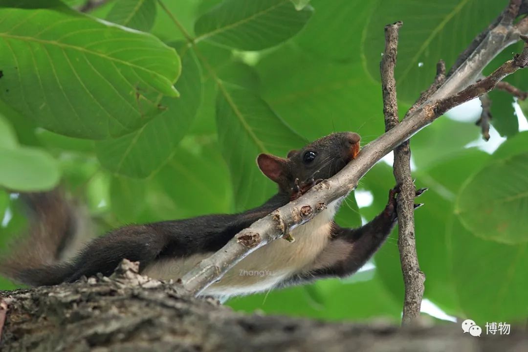 千万别问能好怎，松鼠只负责可爱