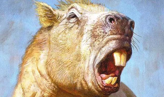 现在最大的巨鼠,史上第一巨鼠体型强壮如牛