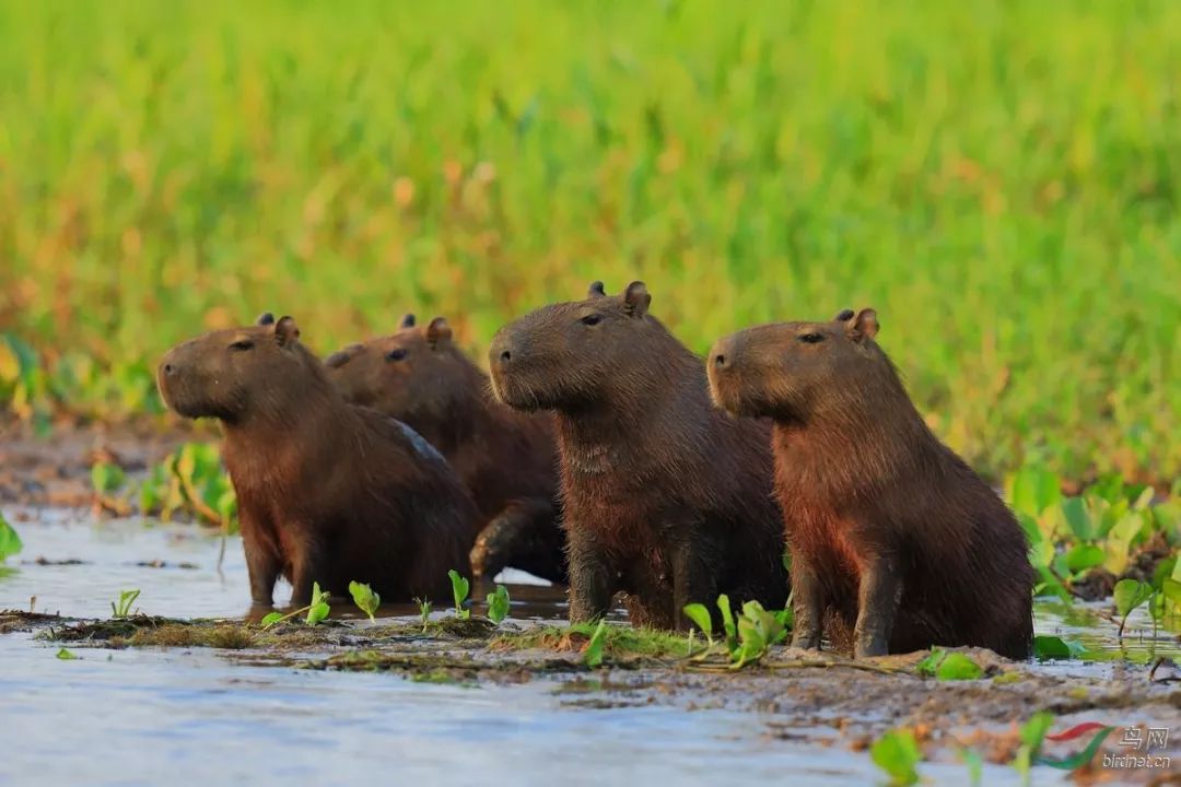 现在最大的巨鼠,史上第一巨鼠体型强壮如牛
