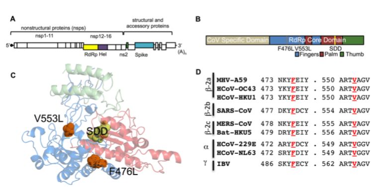 remdesivir的抗病毒药物,remdesivir药名是什么