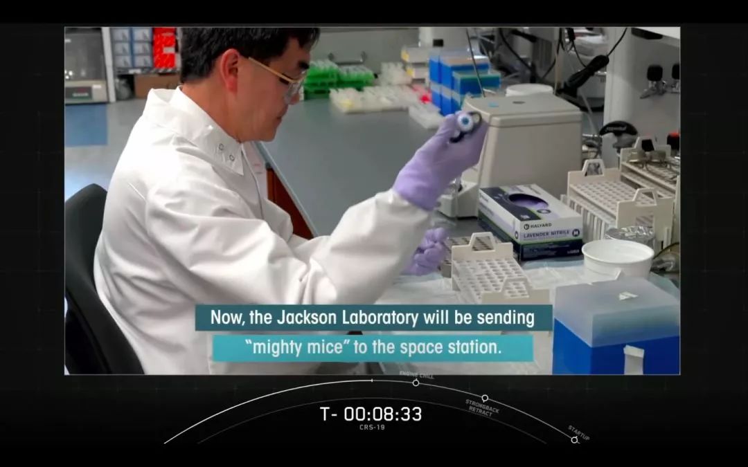 这个鼠年太难过了！再难，也不能没有鼠