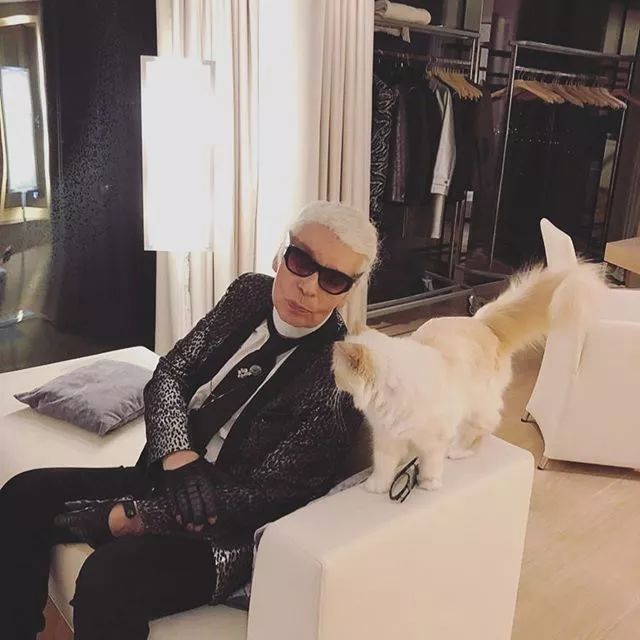 继承老佛爷遗产的猫怎么样了,老佛爷的猫咪现在怎么样了